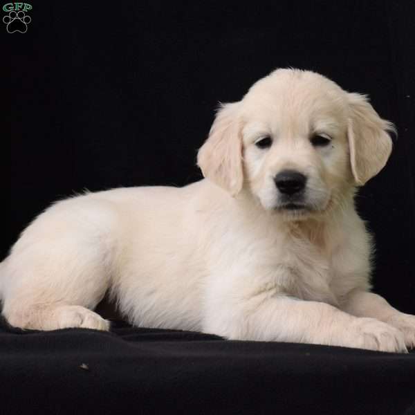 Lexie, English Cream Golden Retriever Puppy